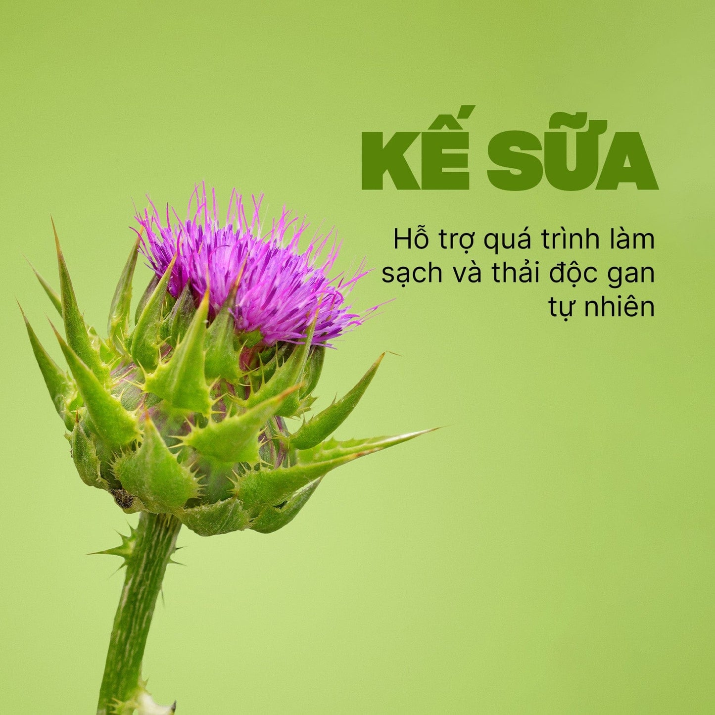 Viên uống hỗ trợ thải độc gan Swisse Ultiboost Liver Detox 